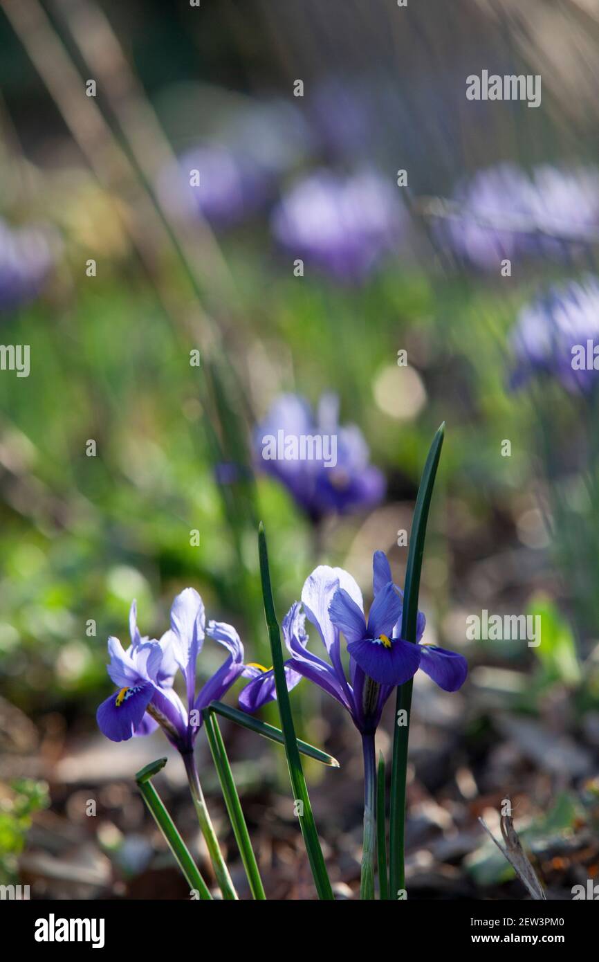 UK Weather, London, 2 March 2021: Sunshine catches the petals of an iris reticulata as the south of England benefitted from a sunny afternoon. Anna Watson/Alamy Live News Stock Photo