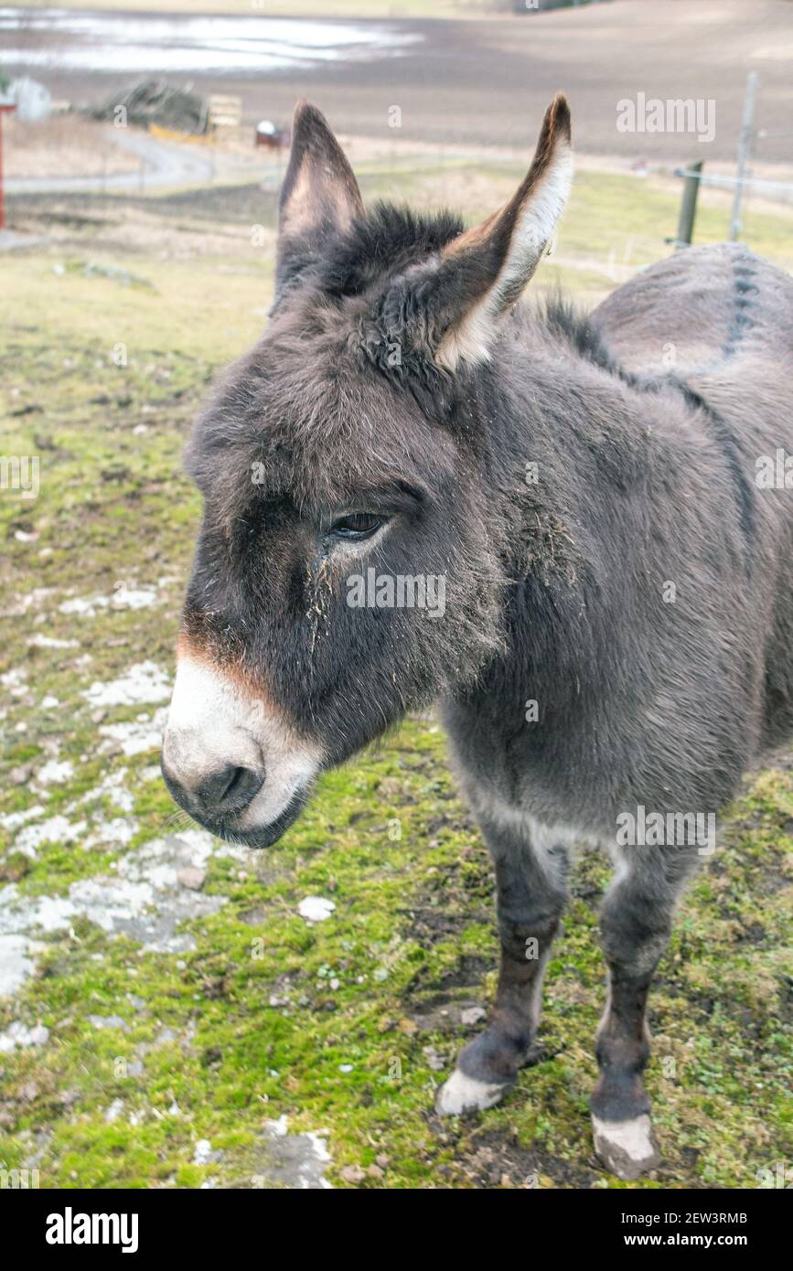 Donkey Stock Photo