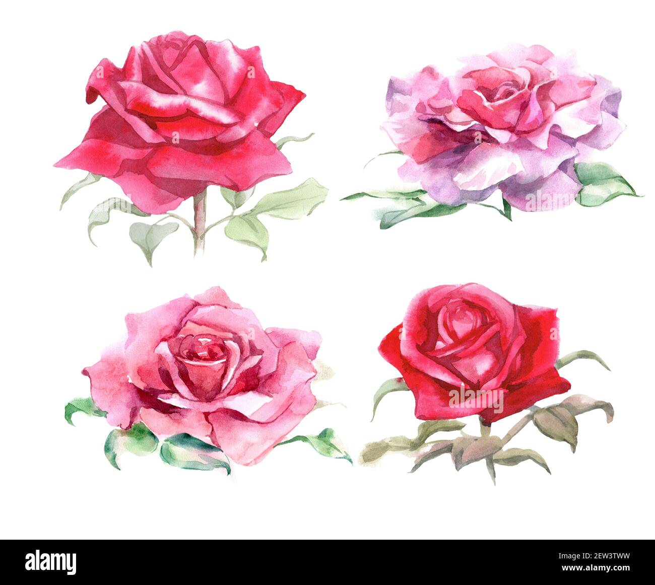 Realistic Pink Rose Drawing