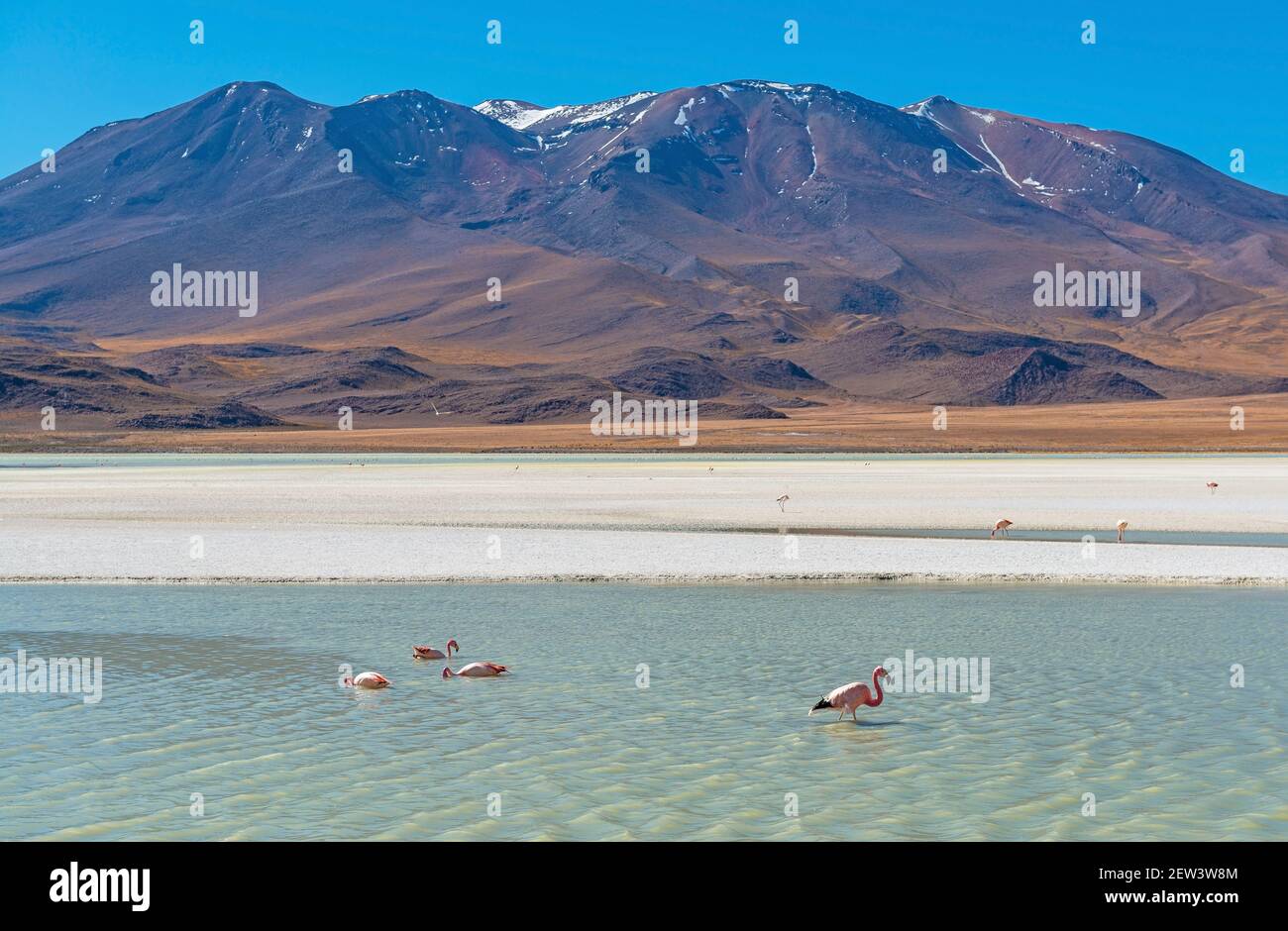 Canapa lagoon landscape with James Flamingo (Phoenicoparrus jamesi) and Andes mountain peaks, Uyuni, Bolivia. Stock Photo