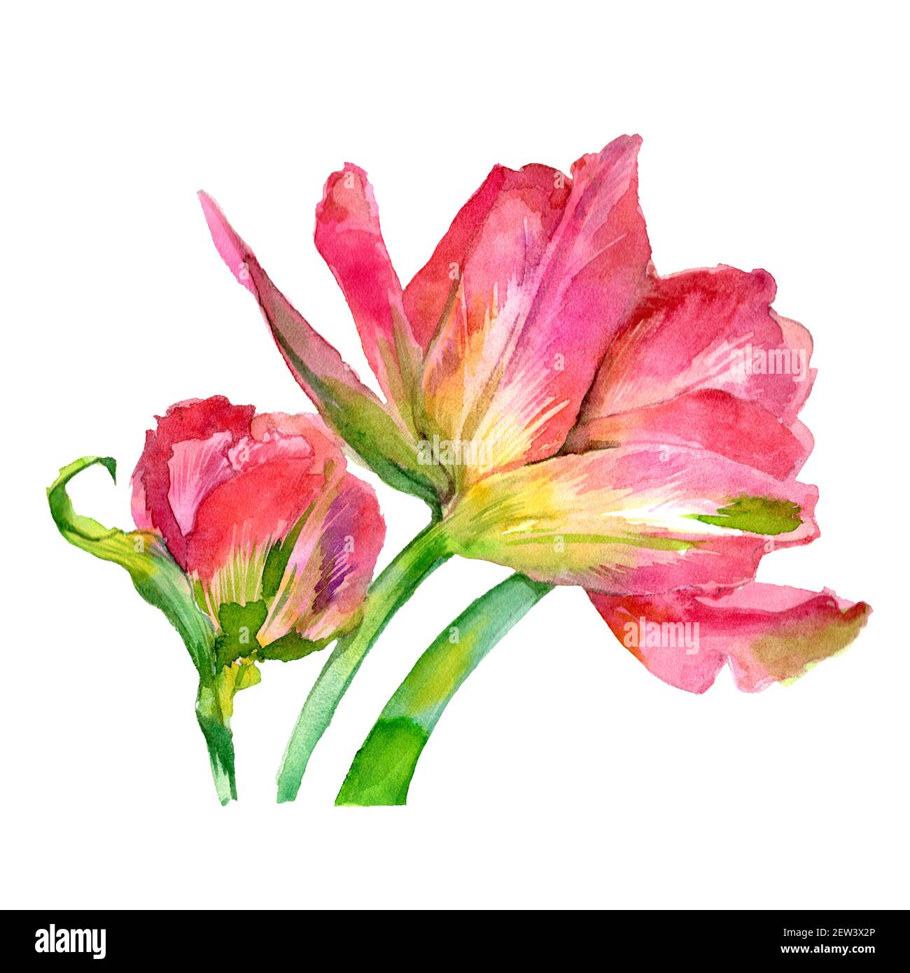 Watercolor set of tulip flowers. Watercolor illustration. High quality ...