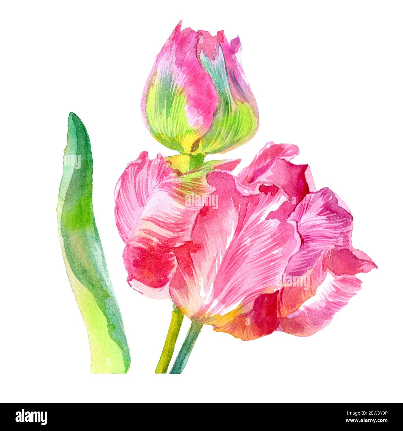 Watercolor set of tulip flowers. Watercolor illustration. High quality ...