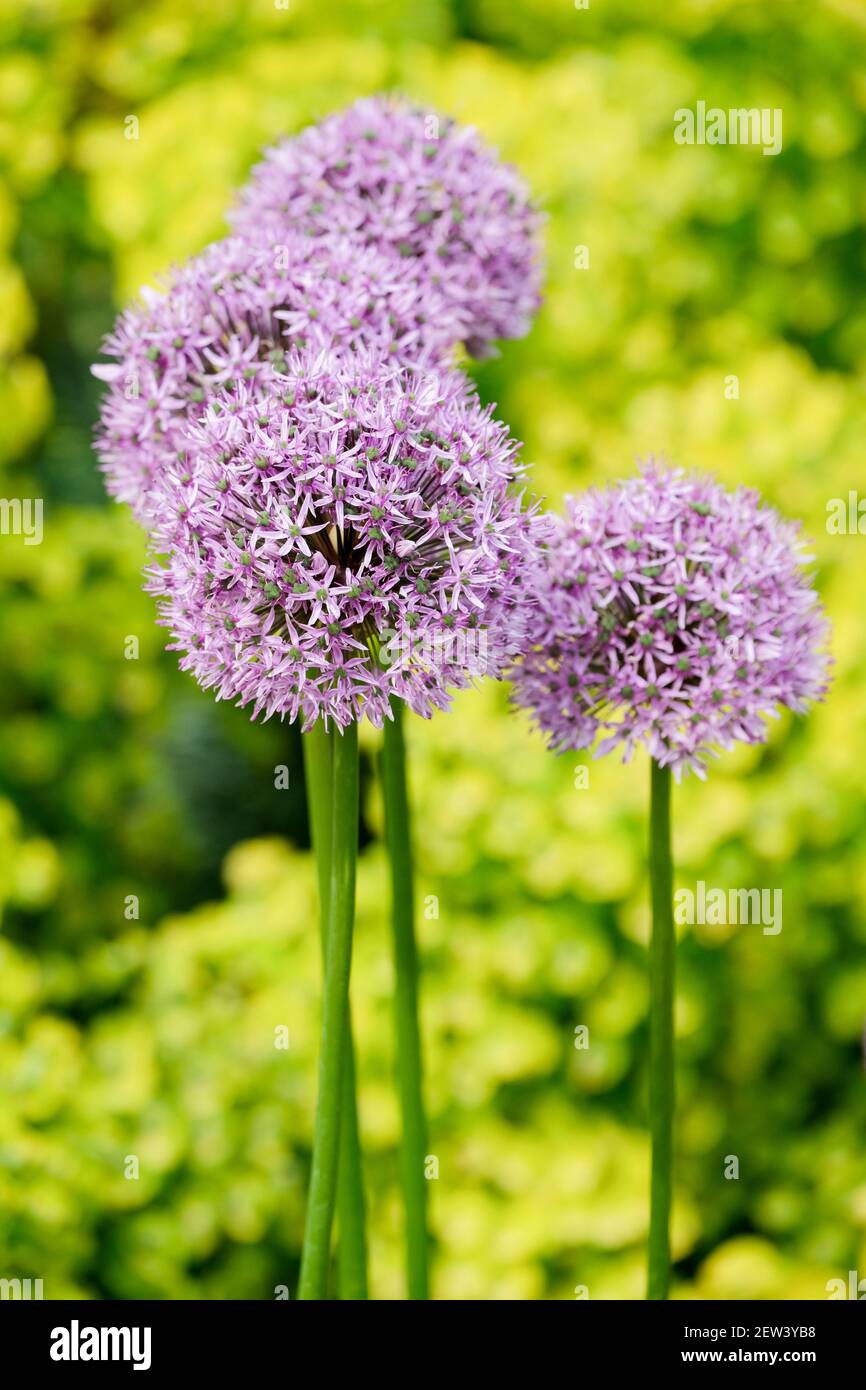 Pale purple flowers of ornamental onion, allium senescens 'Montana' also known as ageing allium, ageing chive and German garlic. Stock Photo