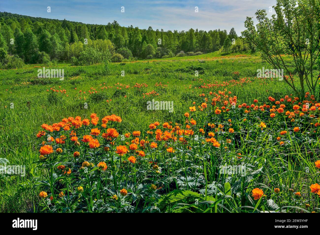 Bright sunny spring landscape with the wild Globe-flowers (Trollius asiaticus) on the meadow near the forest Stock Photo