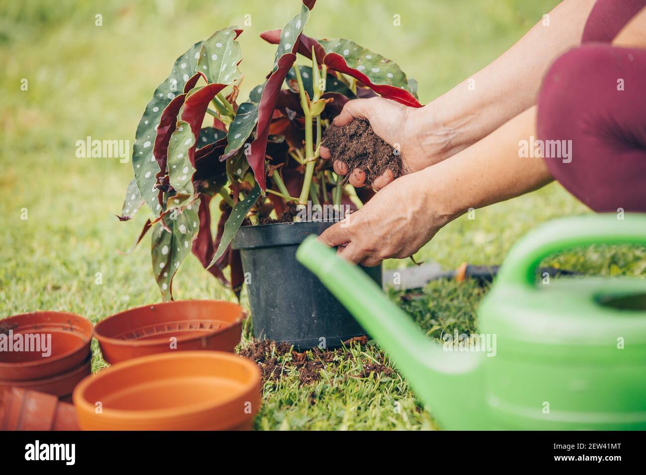 Senior woman gardening or planting the flowers in a pot at her huge ...