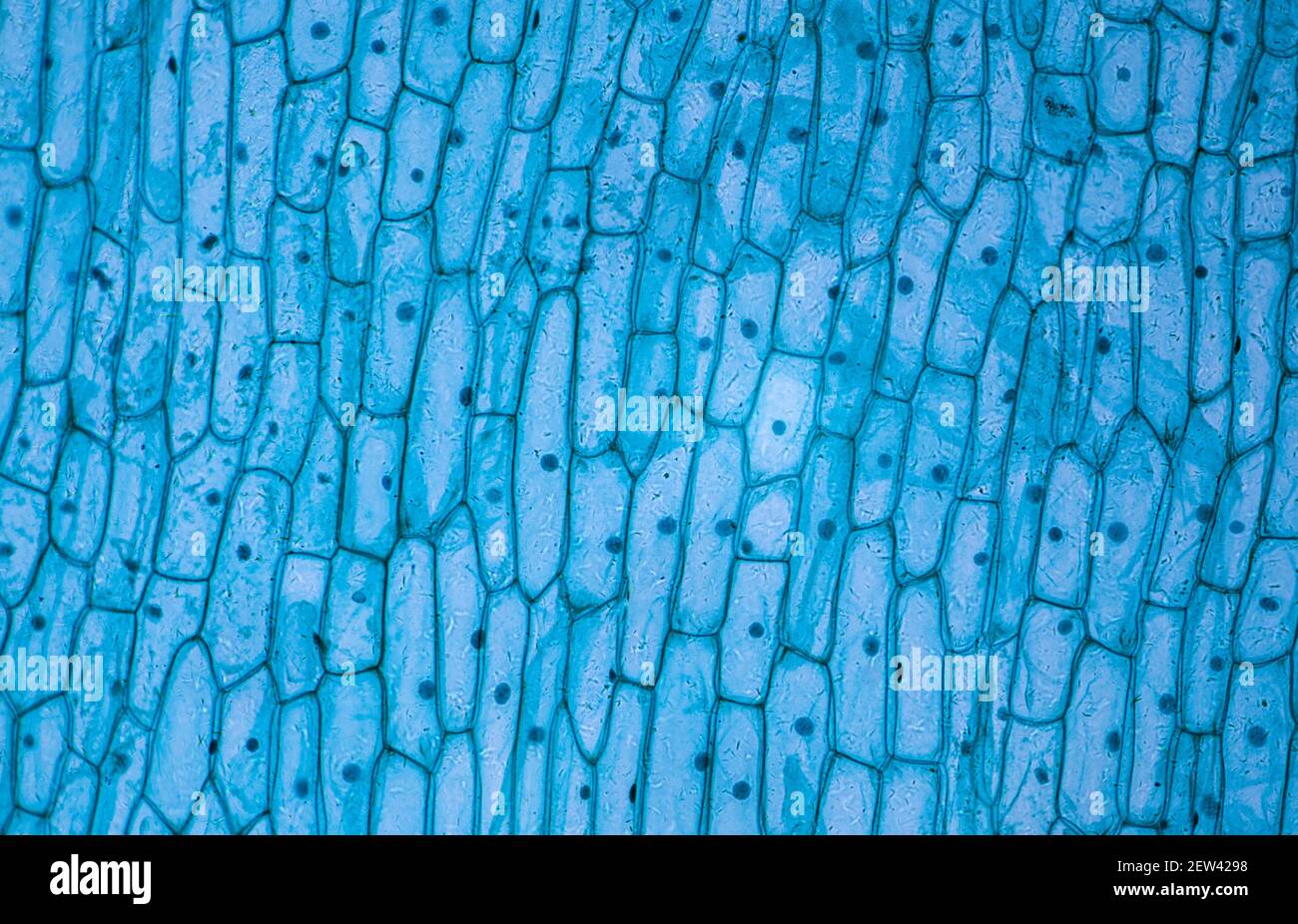 Onion cells under a light microscope at 10 times magnification Stock Photo