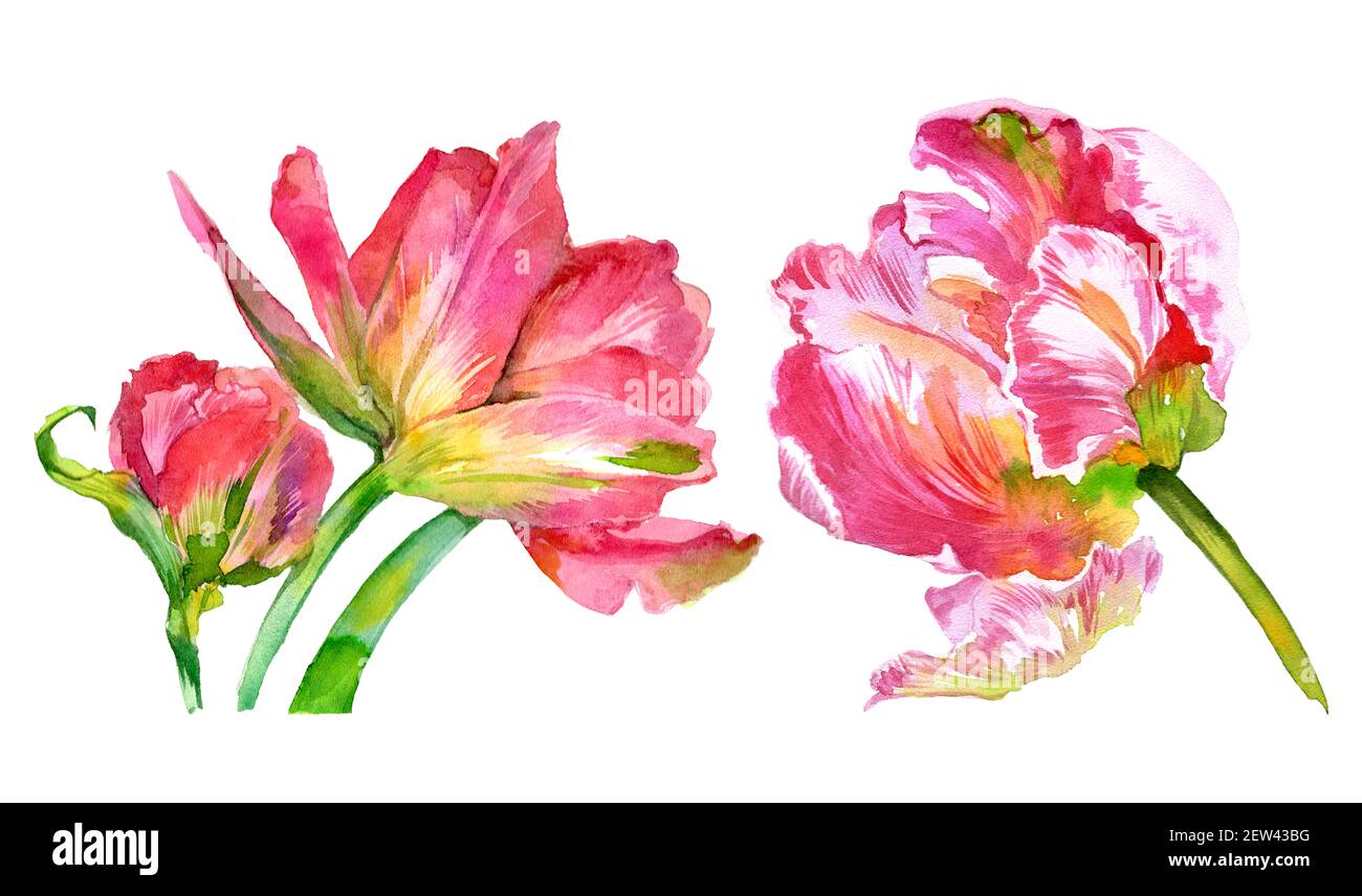 Watercolor set of tulip flowers. Watercolor illustration. High quality ...