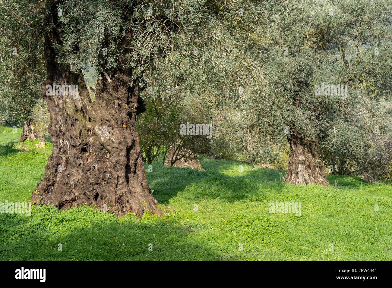 Old olive trees in a grove in the Judea mountains, near Jerusalem