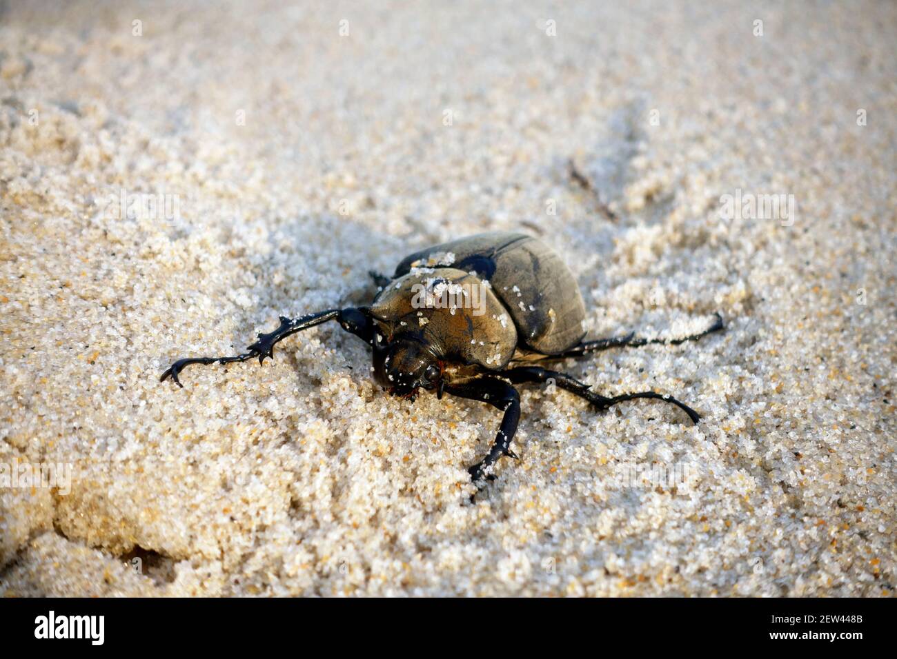 Female Hercules Beetle on a beach in Brazil, South America Stock Photo