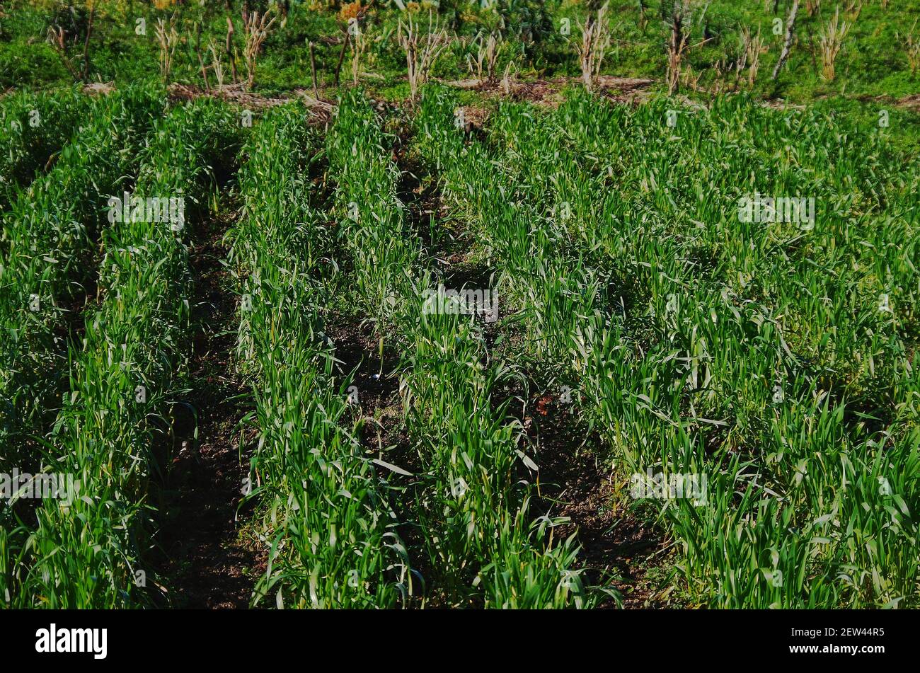 Cultivos cultivos cultivos hi-res stock photography and images - Alamy
