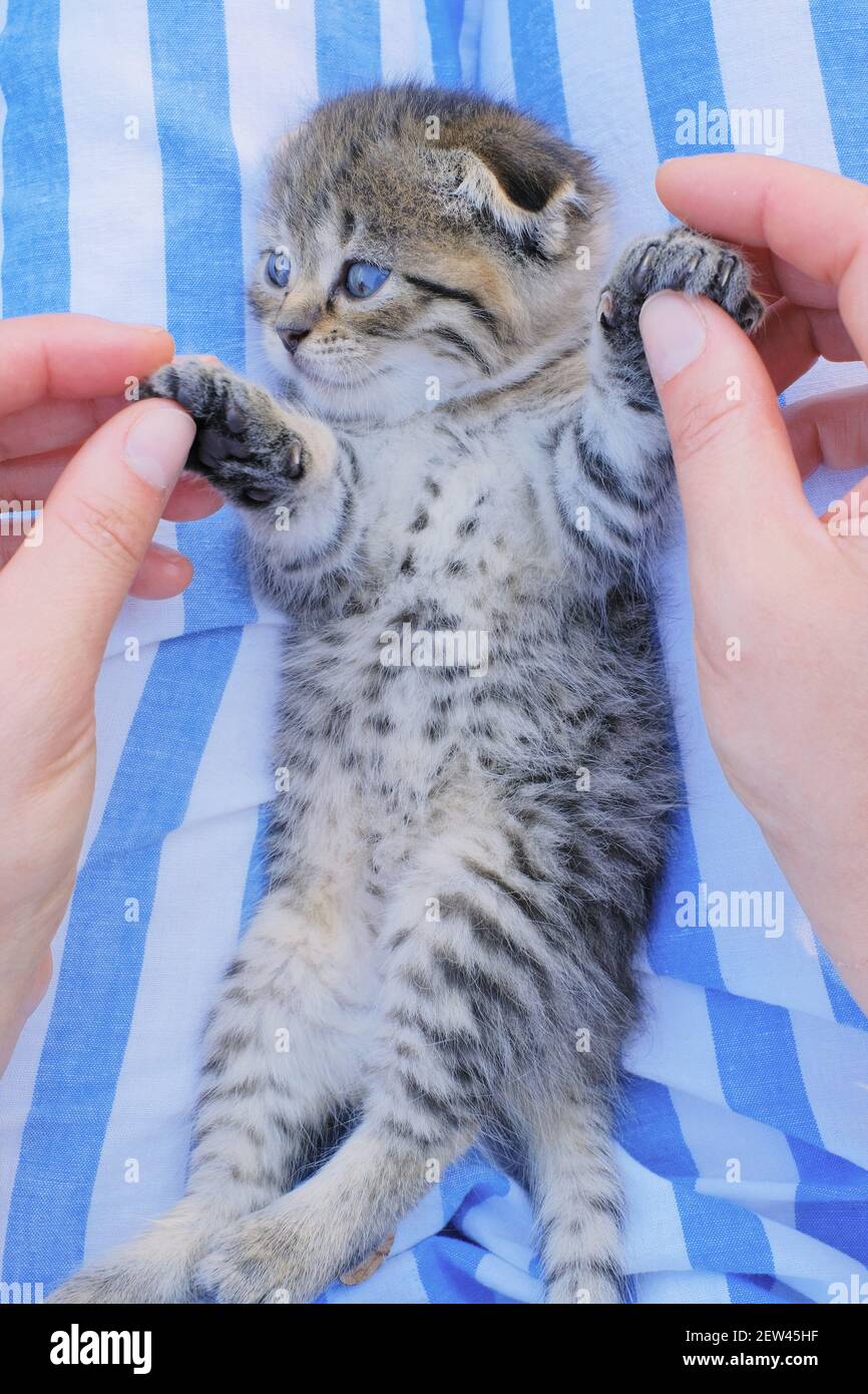 Scottish fold kitten. gray tabby kitten portrait. lies on the back on a blue and white background.Pets.kitten with blue eyes Stock Photo