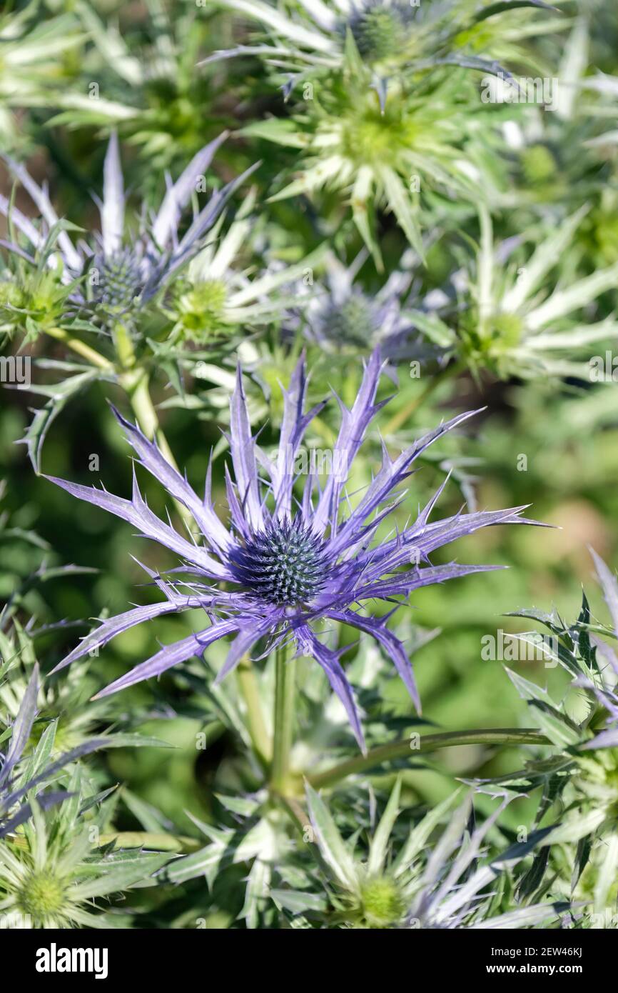 Eryngium × zabelii 'Blue Waves'. Sea holly 'Blue Waves'. Intense steel-blue flowerheads surrounded by bracts Stock Photo
