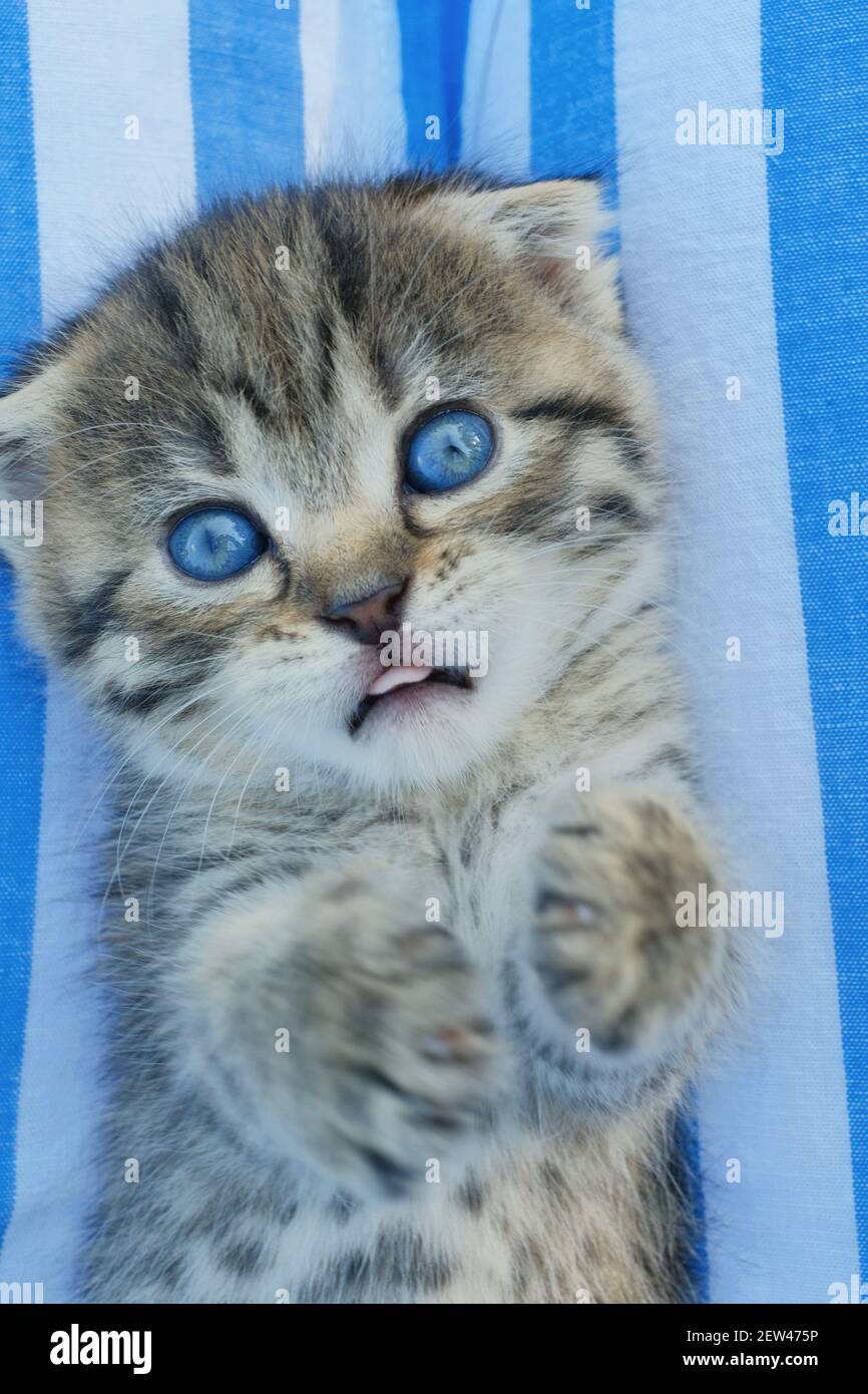 Scottish fold kitten. gray tabby kitten portrait. lies on the back on a striped background.Pets.kitten with blue eyes Stock Photo