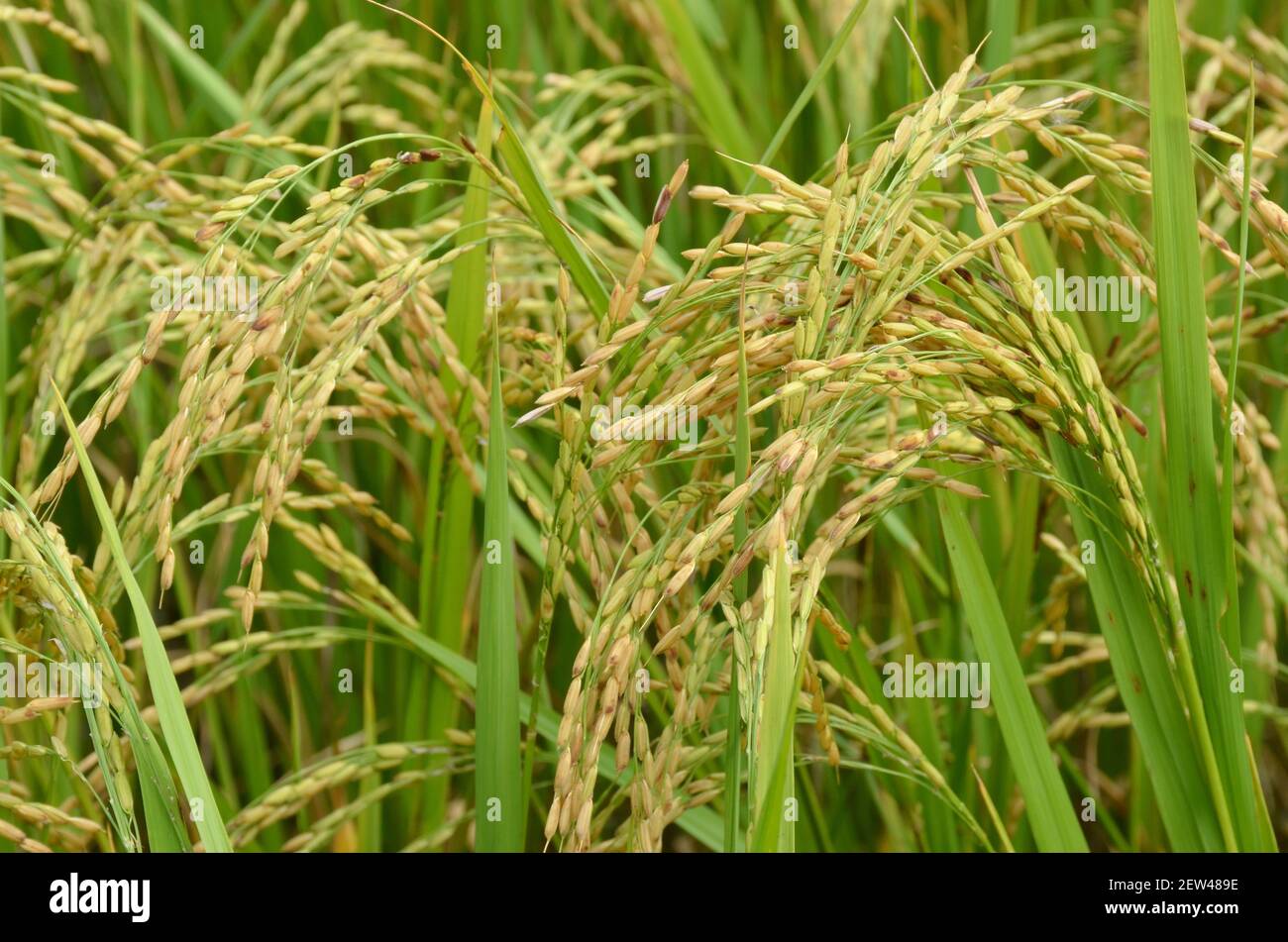 Ears asian rice oryza sativa hi-res stock photography and images - Alamy