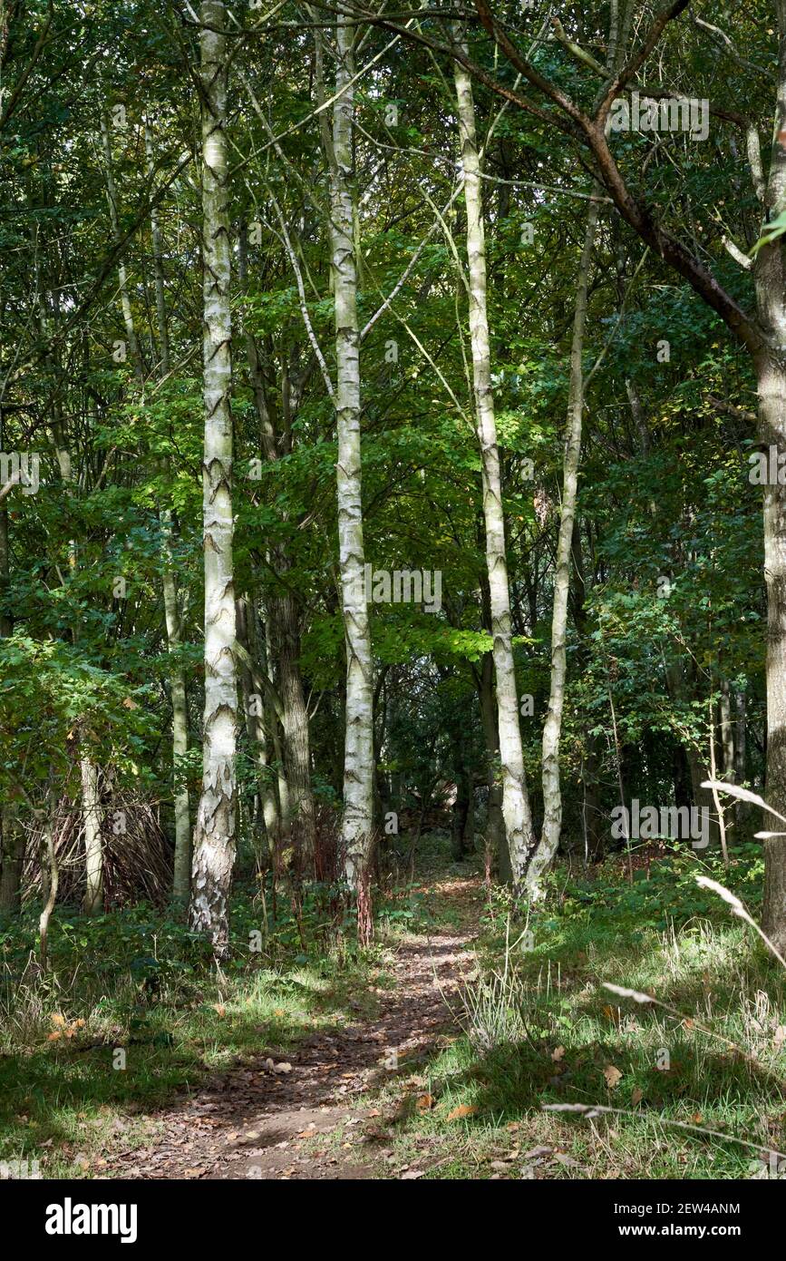 Woodland path winding through Silver Birch trees Betula pendula in Londonthorpe Woods Lincolnshire in early autumn sunshine Stock Photo