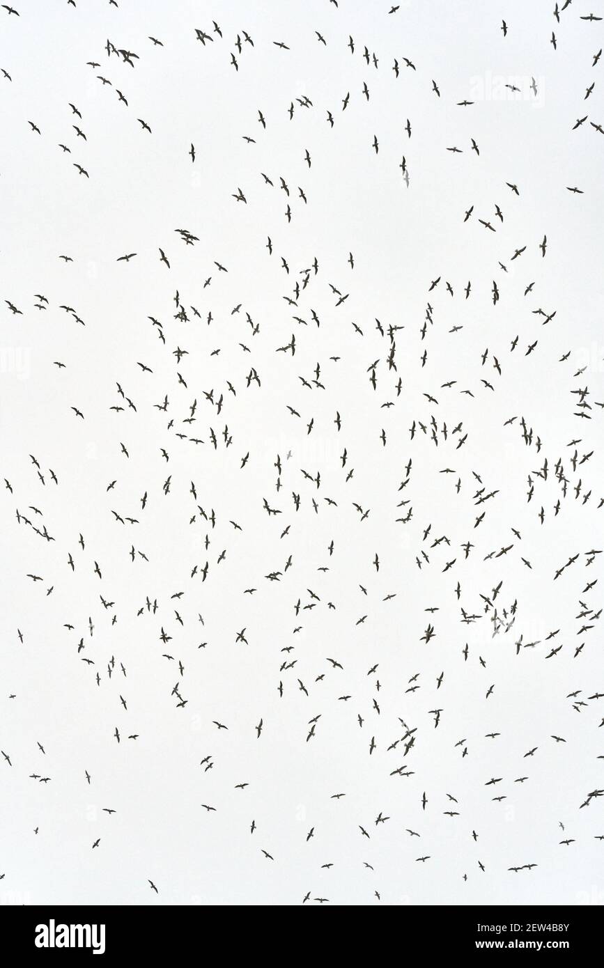 Unusually large dense flock of hundreds of seagulls and birds in flight overhead silhouetted against a plain white sky Stock Photo