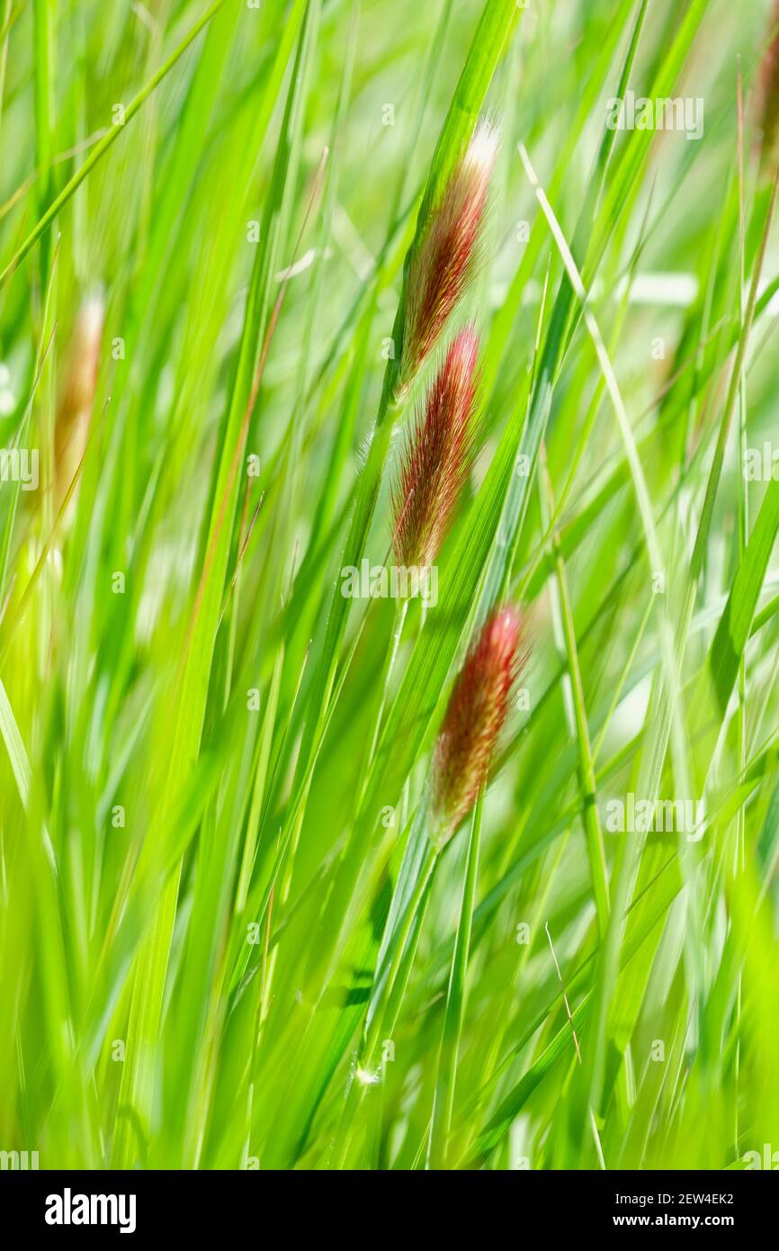 Siden Måltid heks Pennisetum thunbergii Red Buttons, Thunbergs fountain grass, fountain grass Red  Buttons, feathery red-purple flower heads Stock Photo - Alamy