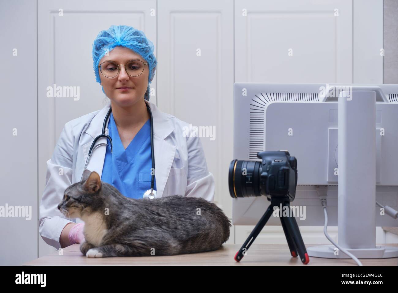 The veterinarian conducts an online broadcast via a video camera for consultation Stock Photo