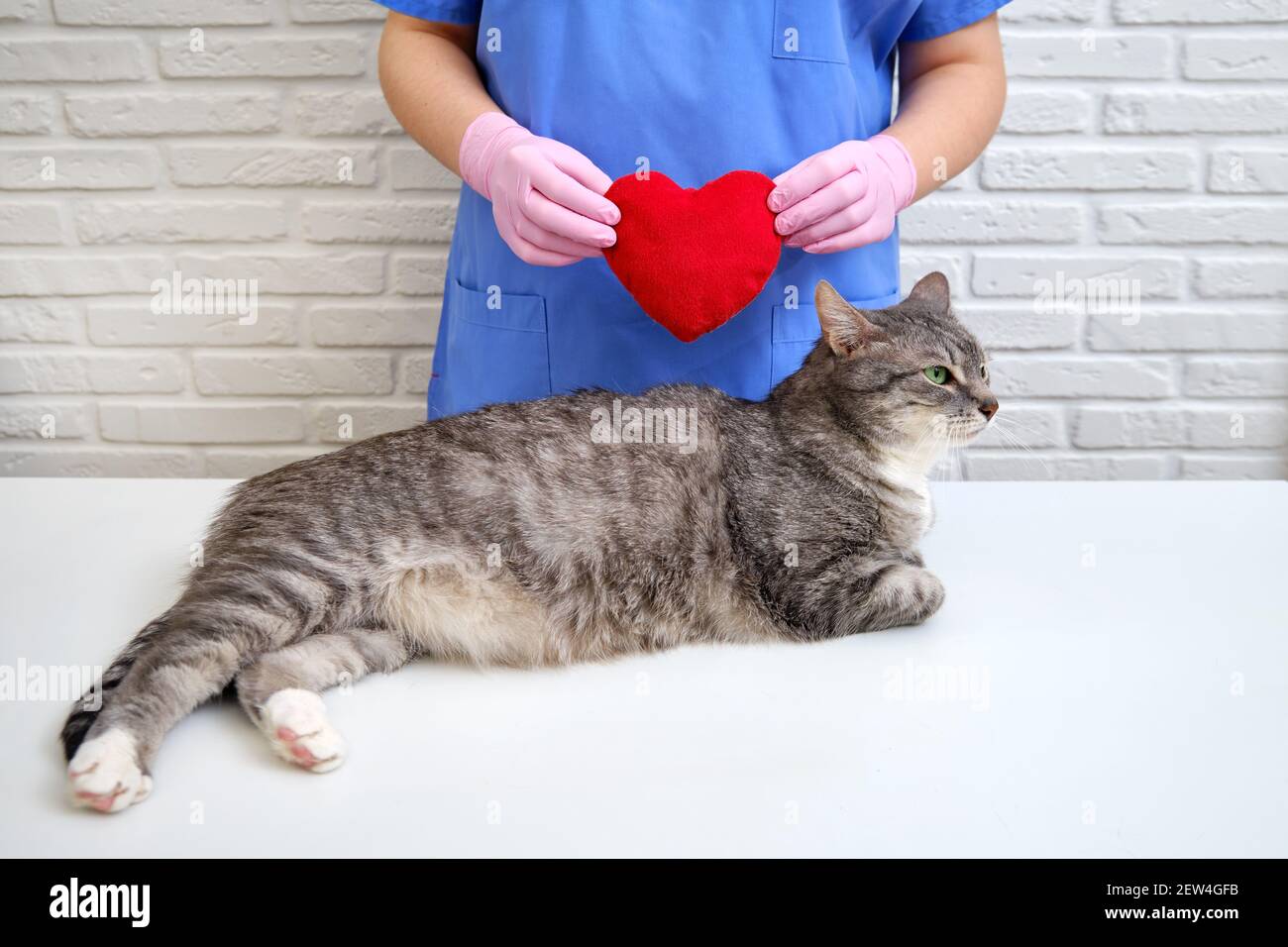 Red heart in the hands of the veterinarian as a sign of love for animals in the pet clinic Stock Photo