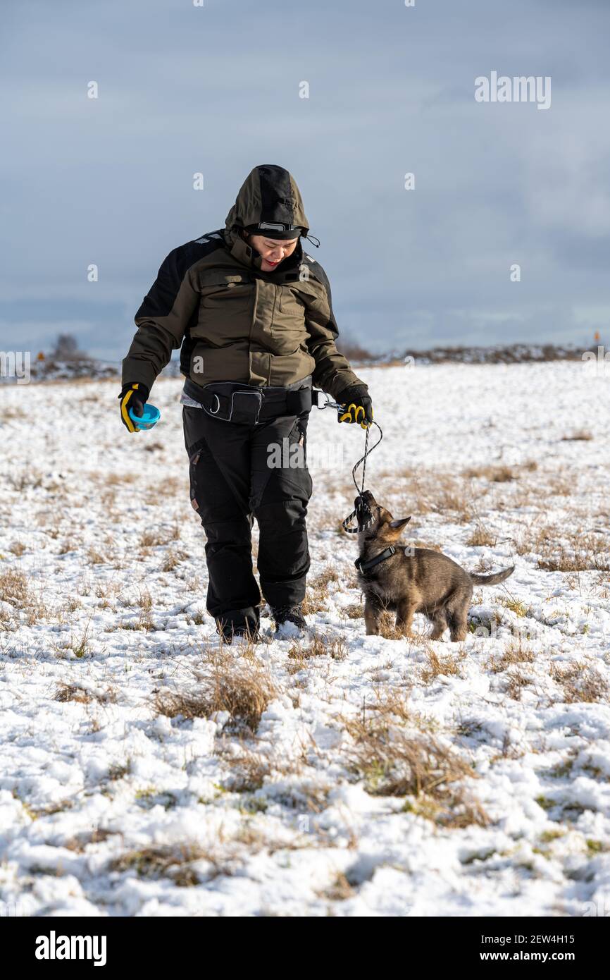 A middle-aged woman trains a German Shepherd puppy in a cold winter landscape. Snow and a cloudy sky in the background Stock Photo
