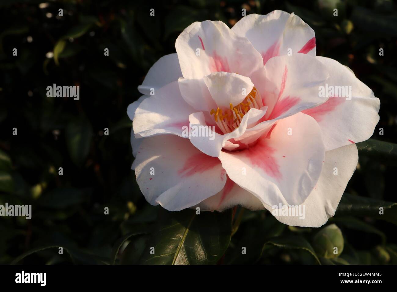 Camellia japonica ‘Lady Vansittart’ Camellia Lady Vansittart – white flowers flushed with pink, March, England, UK Stock Photo