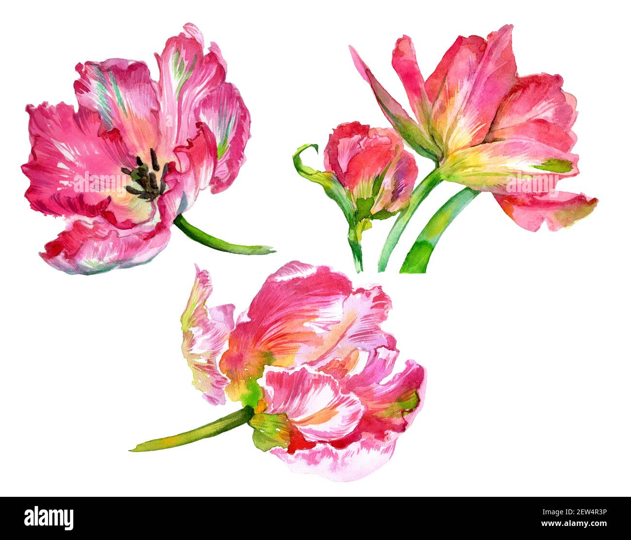 Watercolor set of tulip flowers. Watercolor illustration. High quality ...