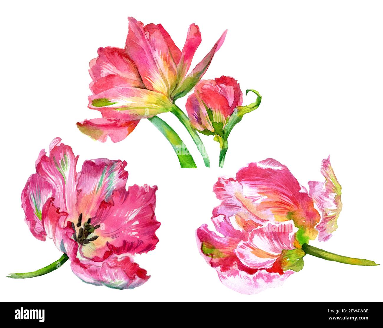 Watercolor set of tulip flowers. Watercolor illustration. High quality ...