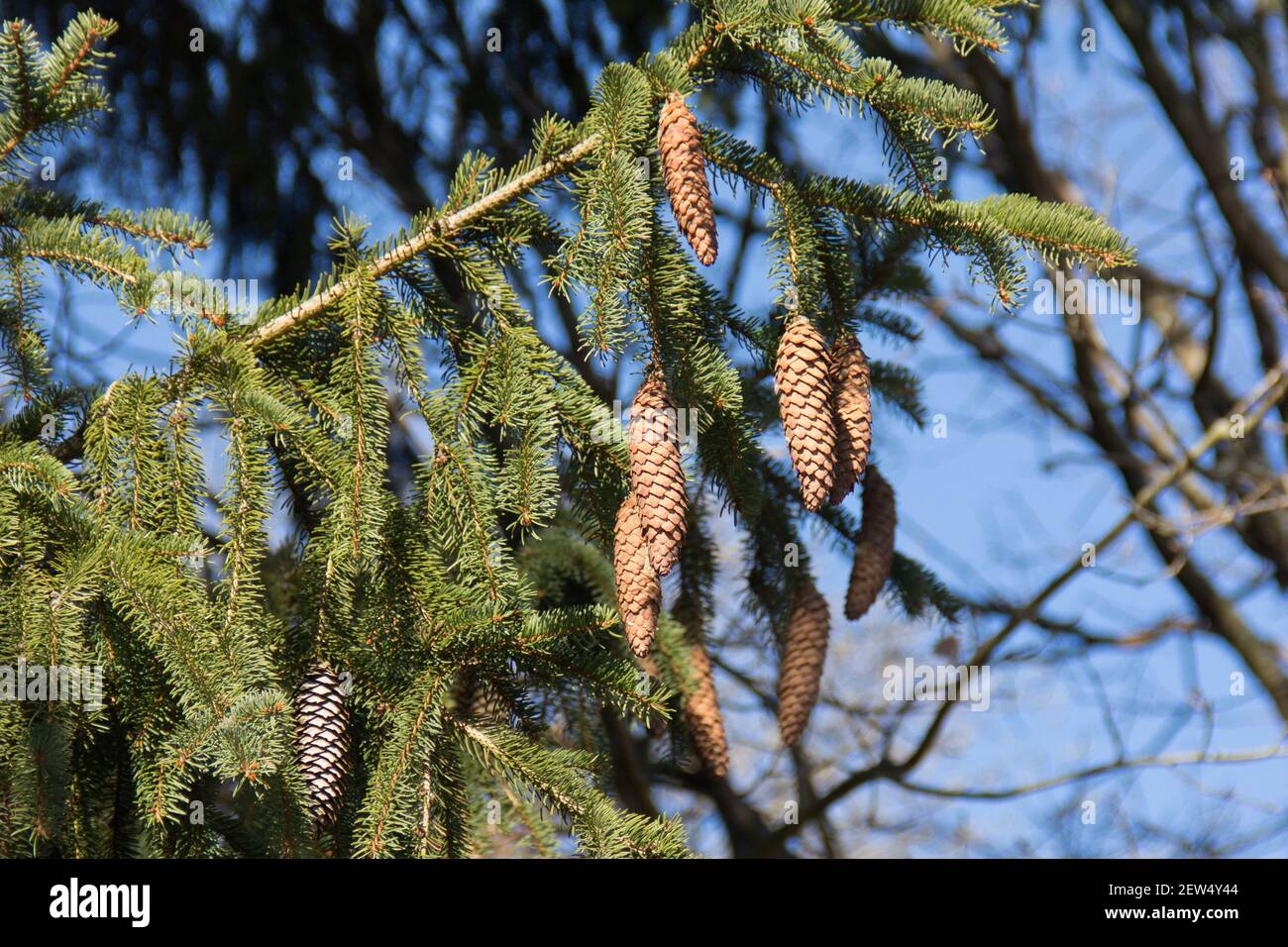 Pinecone on Conifer in front of Blue Sky. Close up of Pinecones hanging on Needle Branch. Stock Photo