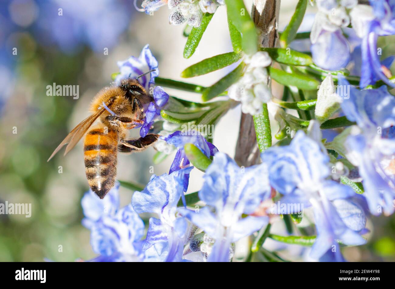 Rosemary flower hires stock photography and images Alamy