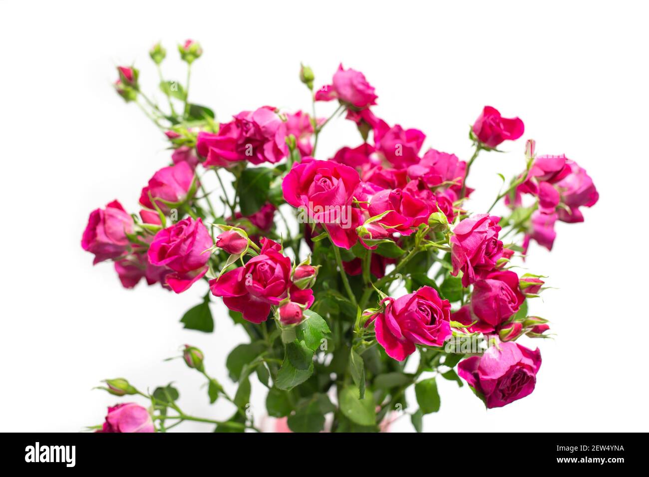 A bouquet of small spray roses of bright pink color, soft focus