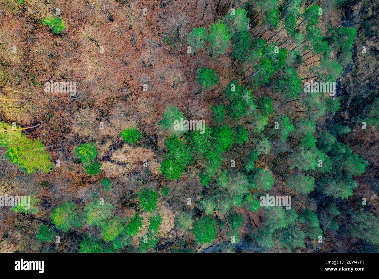 An aerial top view of a forest with trees of different colors Stock ...