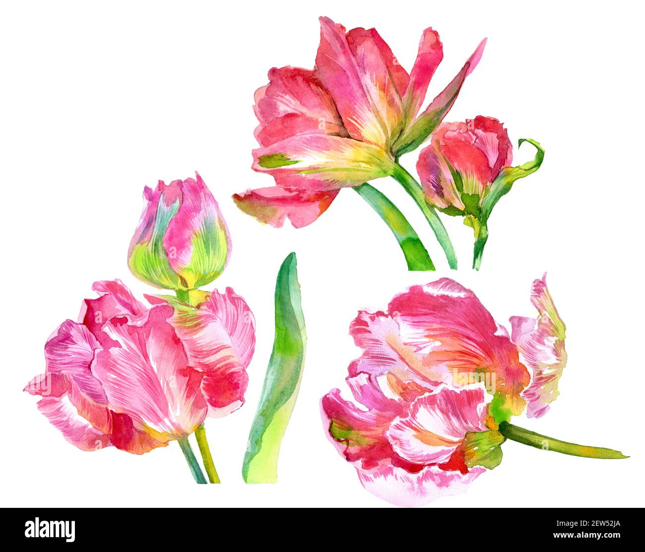 Watercolor set of tulip flowers. Watercolor illustration. High quality ...