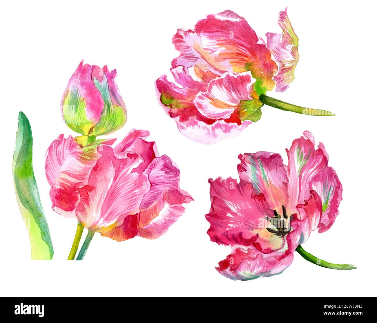 Watercolor set of tulip flowers. Watercolor illustration. High quality ...