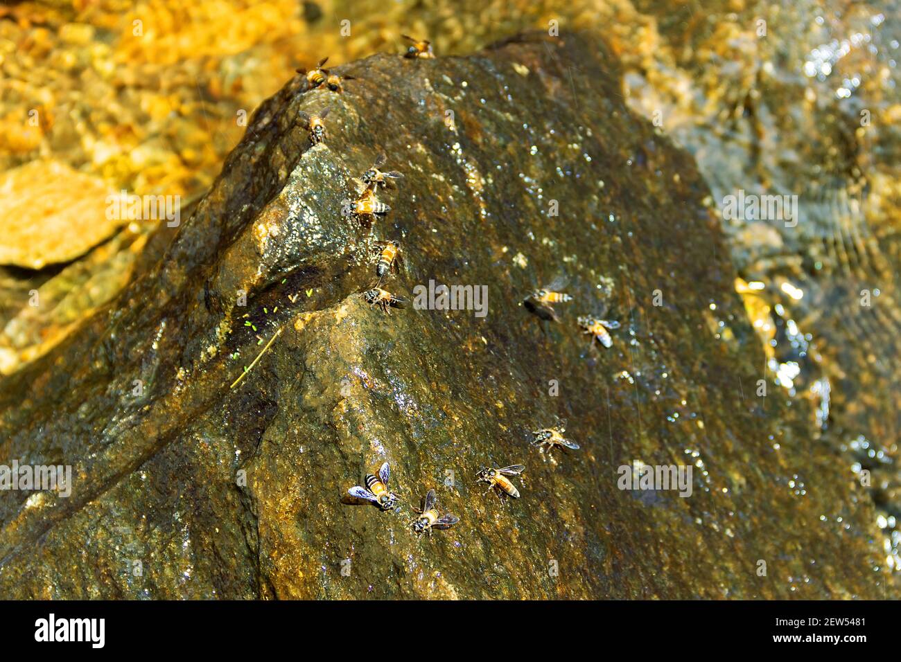 Indian Bee (giant bee, Apis dorsata) at a watering place under a small waterfall, spray falls on a stone. Somewhere near the hanging nest of bees (col Stock Photo