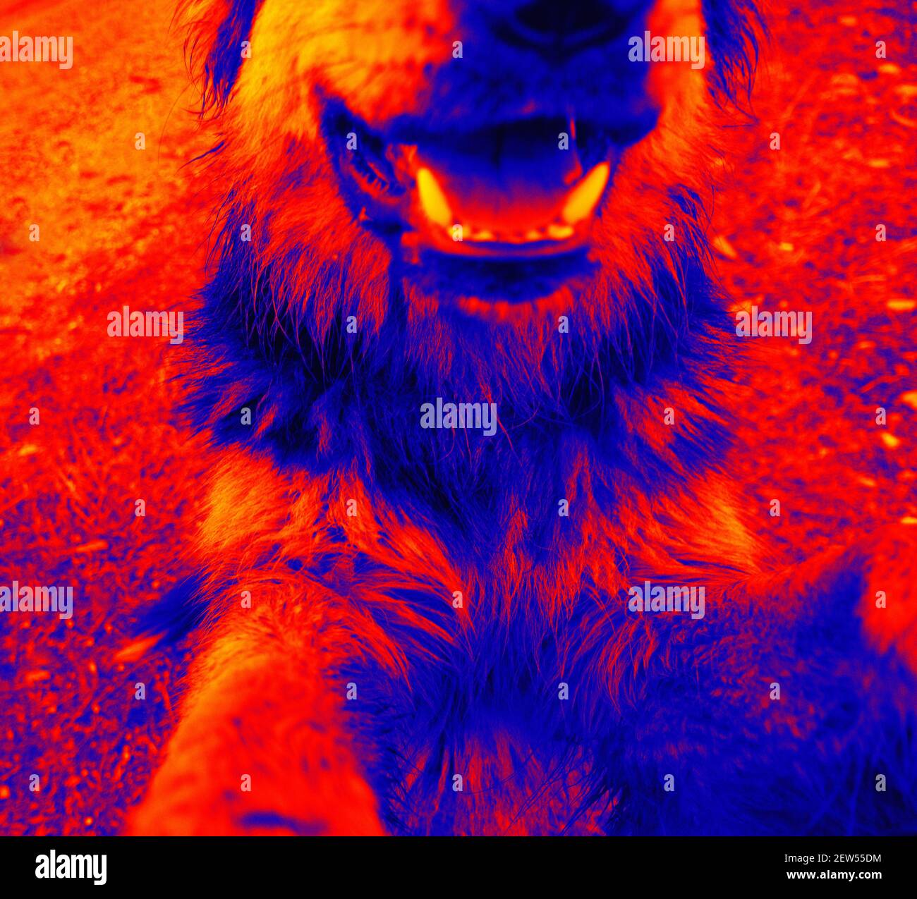 Portraits of dogs. Scanning the animal's body temperature with a