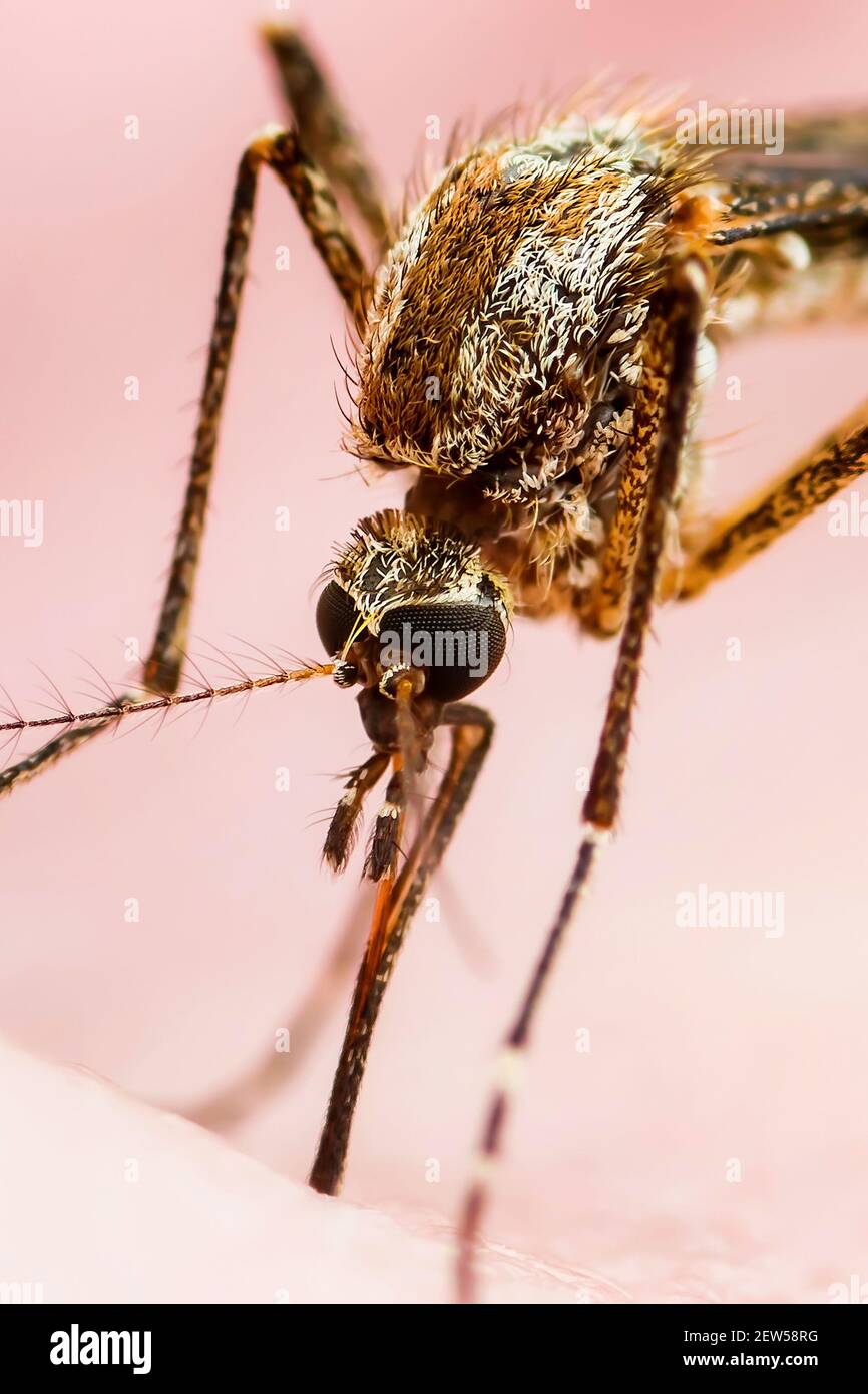 Encephalitis, Yellow Fever, Malaria or Zika Virus Infected Mosquito Insect Macro Stock Photo