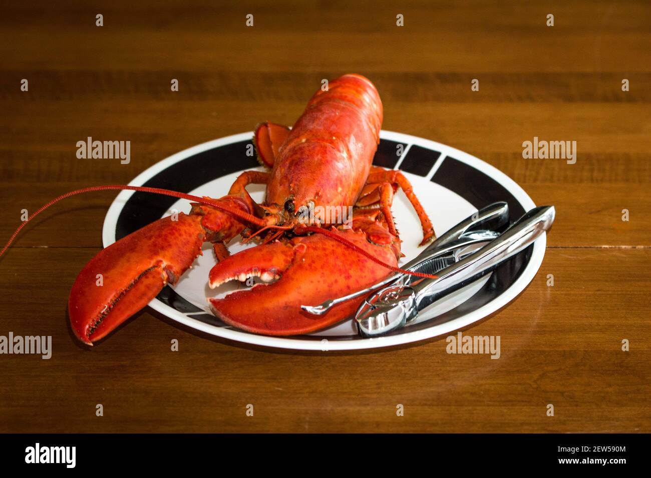 Cape Breton Lobster Stock Photo Alamy