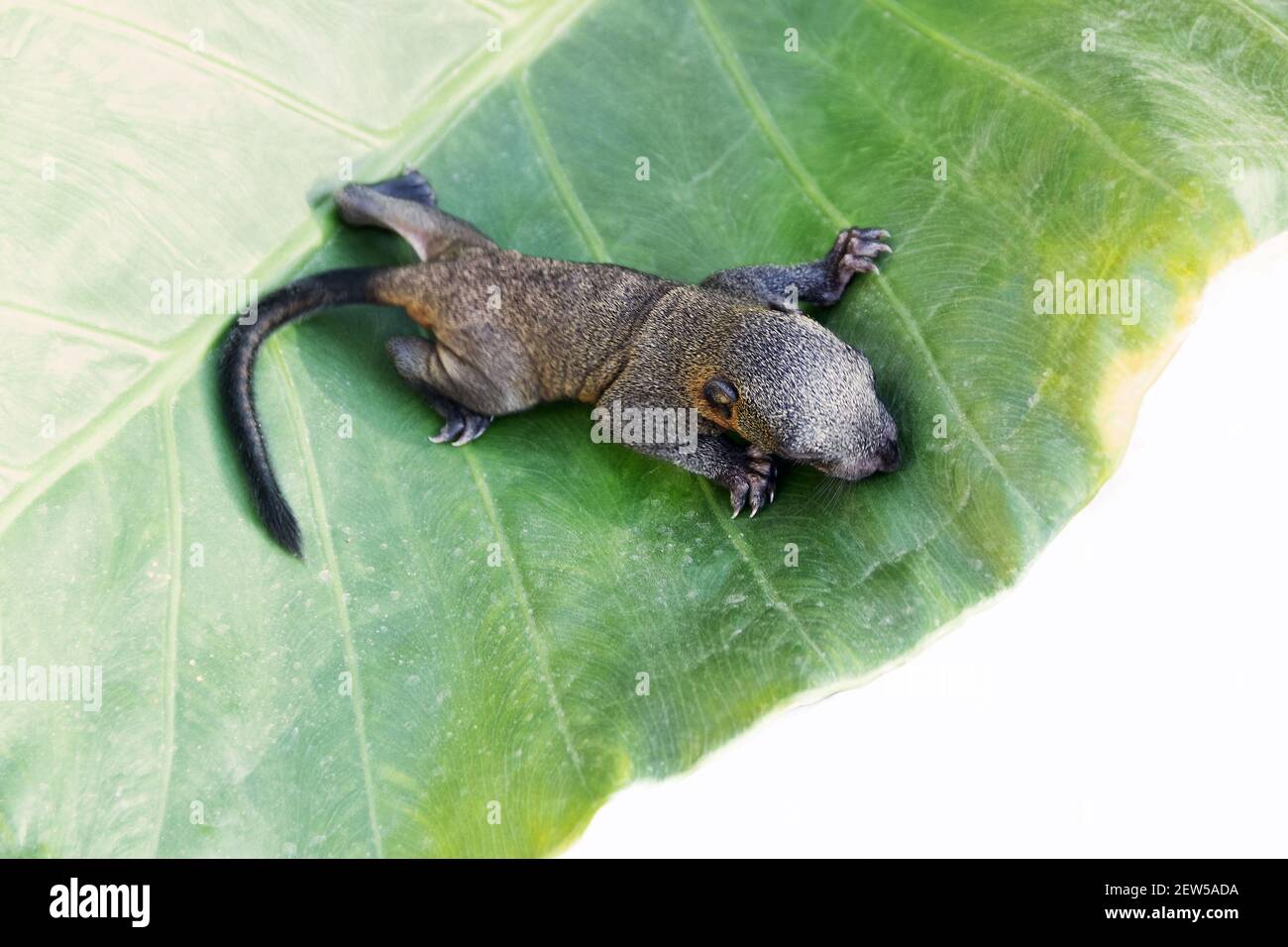 Indian palm squirrel (Funambulus palmarium) pup, a kit about a month ...
