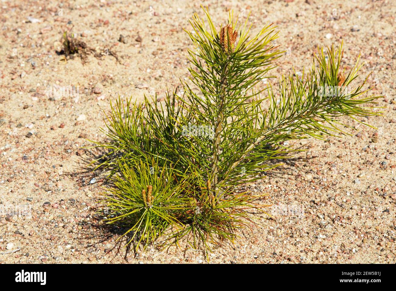 Afforestation. Young pine planted (regrowth) on plot with sandy soil