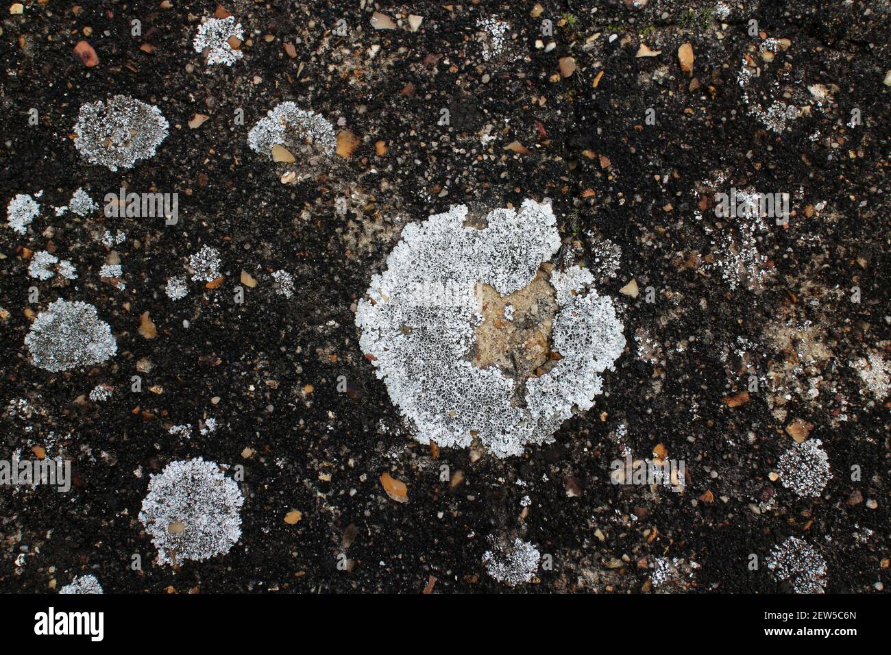 Crustose lichen - Lecanora - on a rock Stock Photo