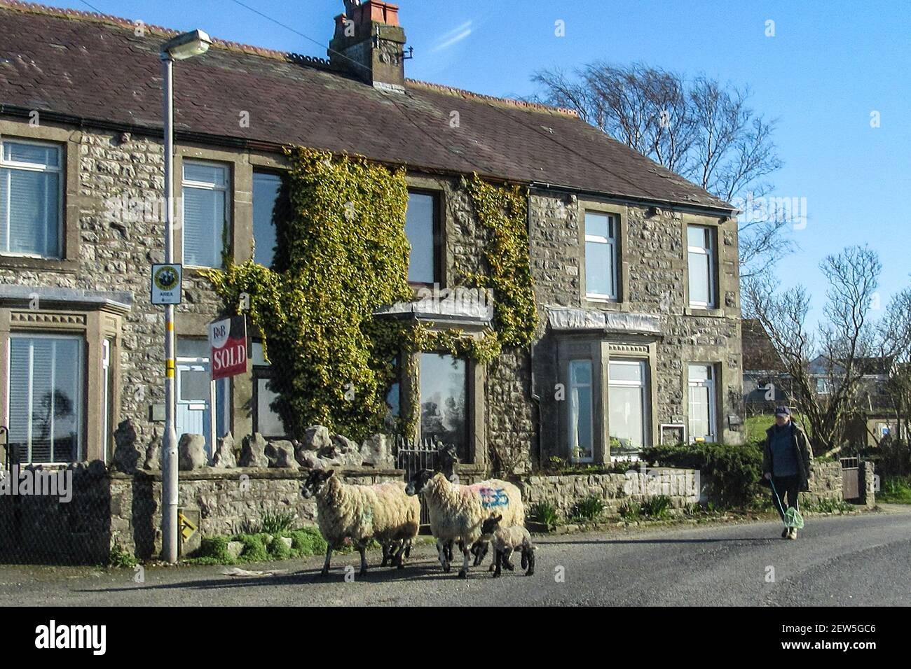 Nether Kellet, Lancashire, United Kingdom. 2nd Mar, 2021. a pair of Ewes and their lambs are moved across a roat in Nether Kellet in Lancashire Credit: PN News/Alamy Live News Stock Photo