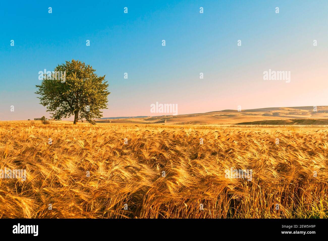SUMMER RURAL LANDSCAPE. Between Apulia and Basilicata: corn field at dawn with lonely tree in Italy. Stock Photo
