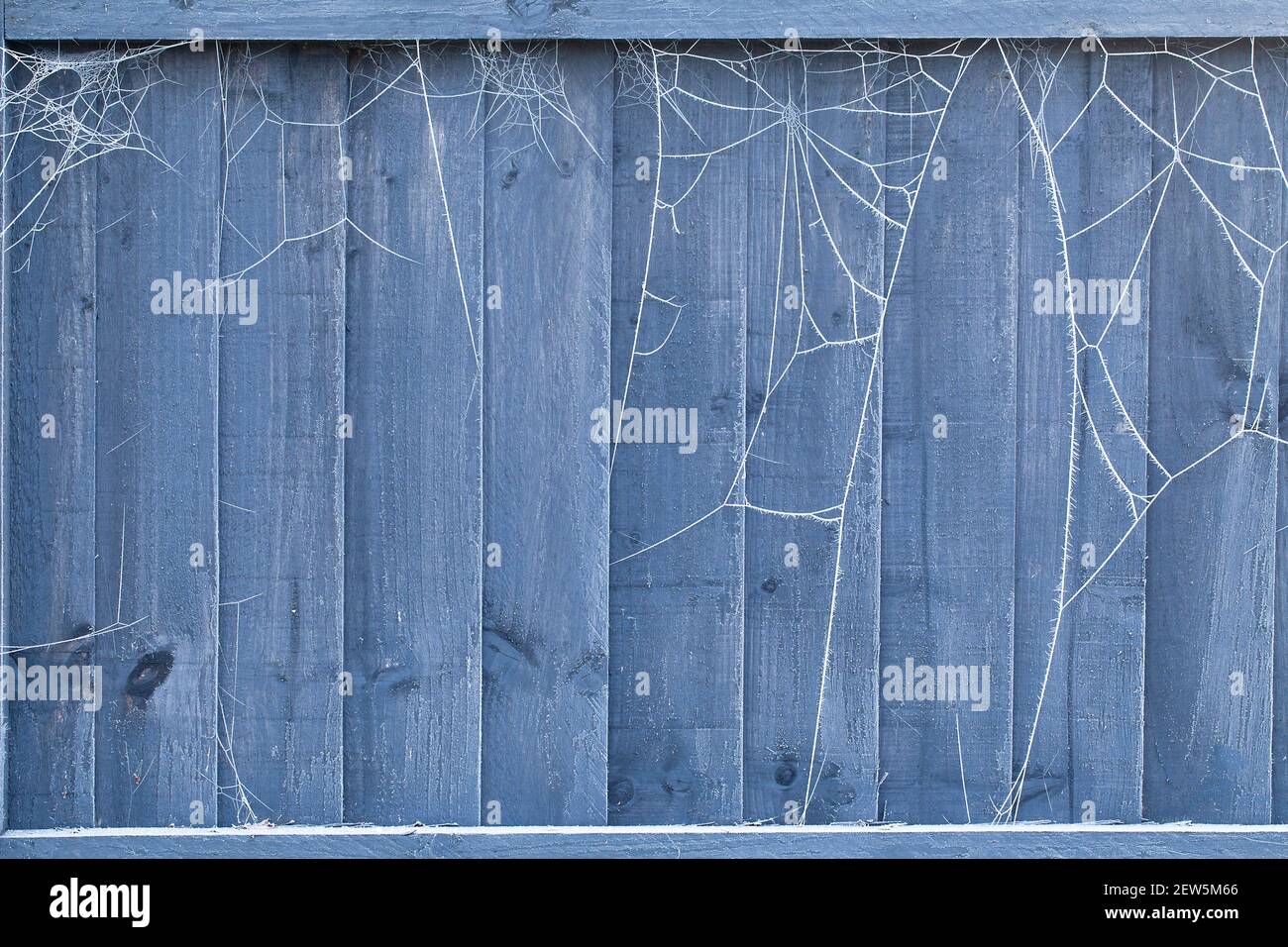 Frozen spiders webs on a wooden garden fence panel in winter. Outdoor nature Stock Photo