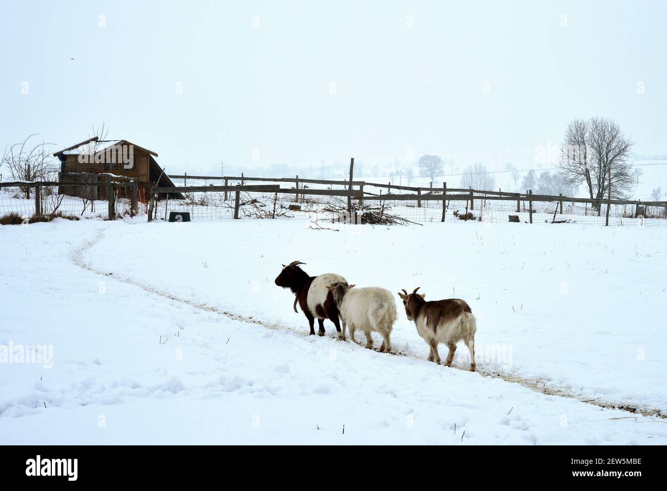 Goats on their way to the stable in winter through snow Stock Photo