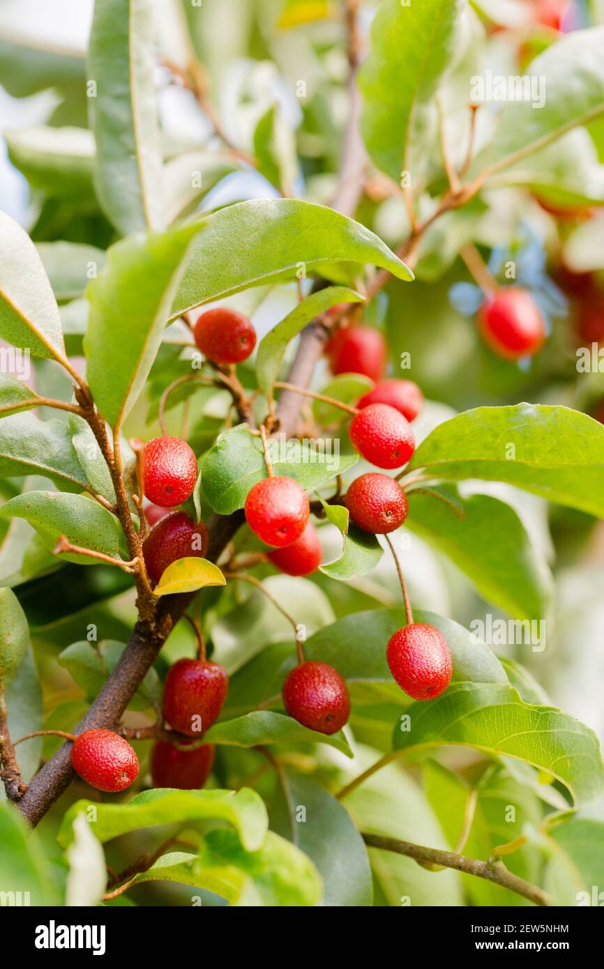 Ripe juicy gumy berries on a bush on a summer day Stock Photo