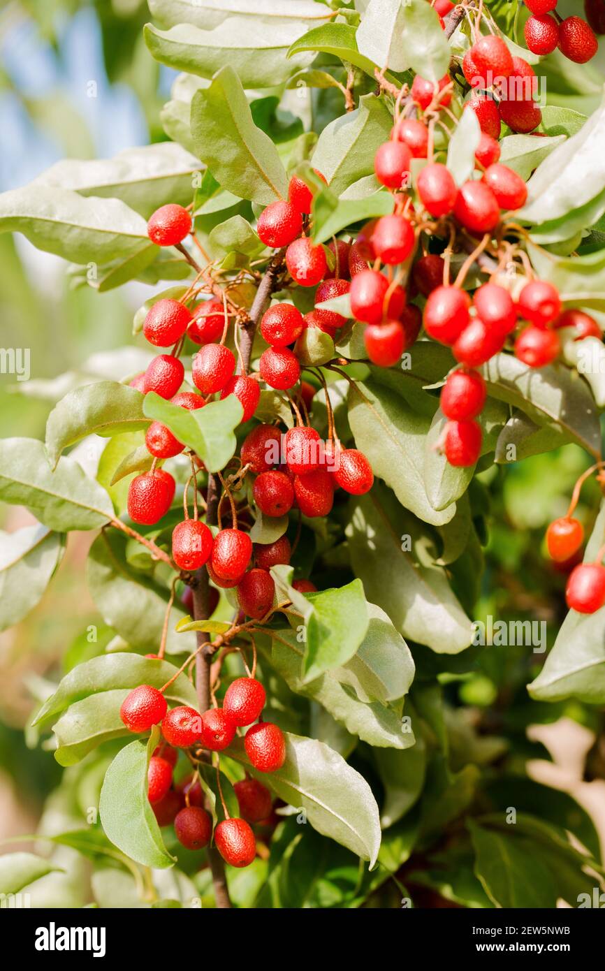 Ripe juicy gumy berries on a bush on a summer day Stock Photo