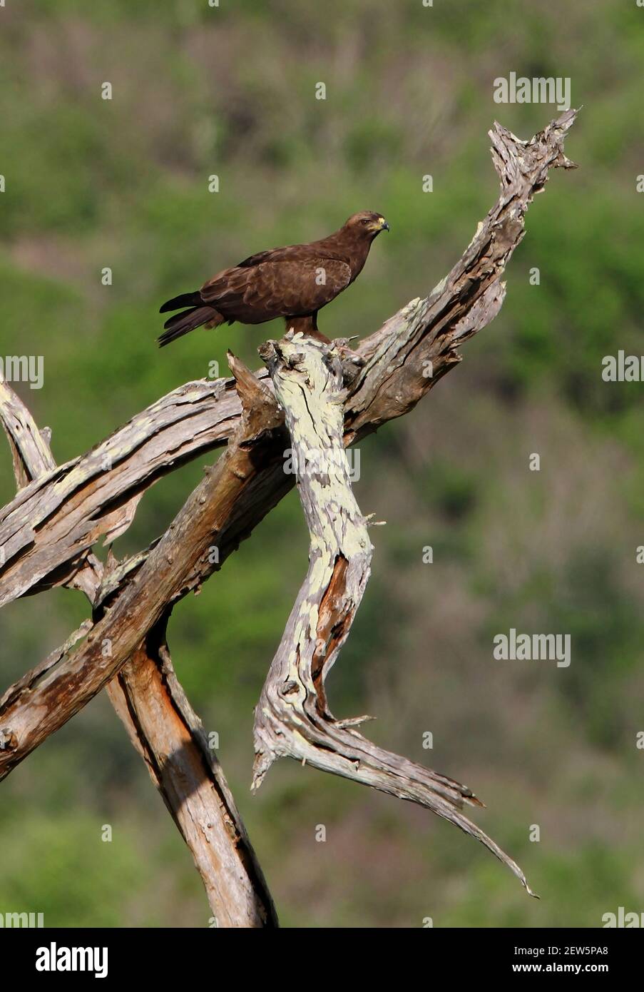 Wahlberg's Eagle (Aquila wahlbergi) adult standing on dead tree Tsavo West NP, Kenya         November Stock Photo