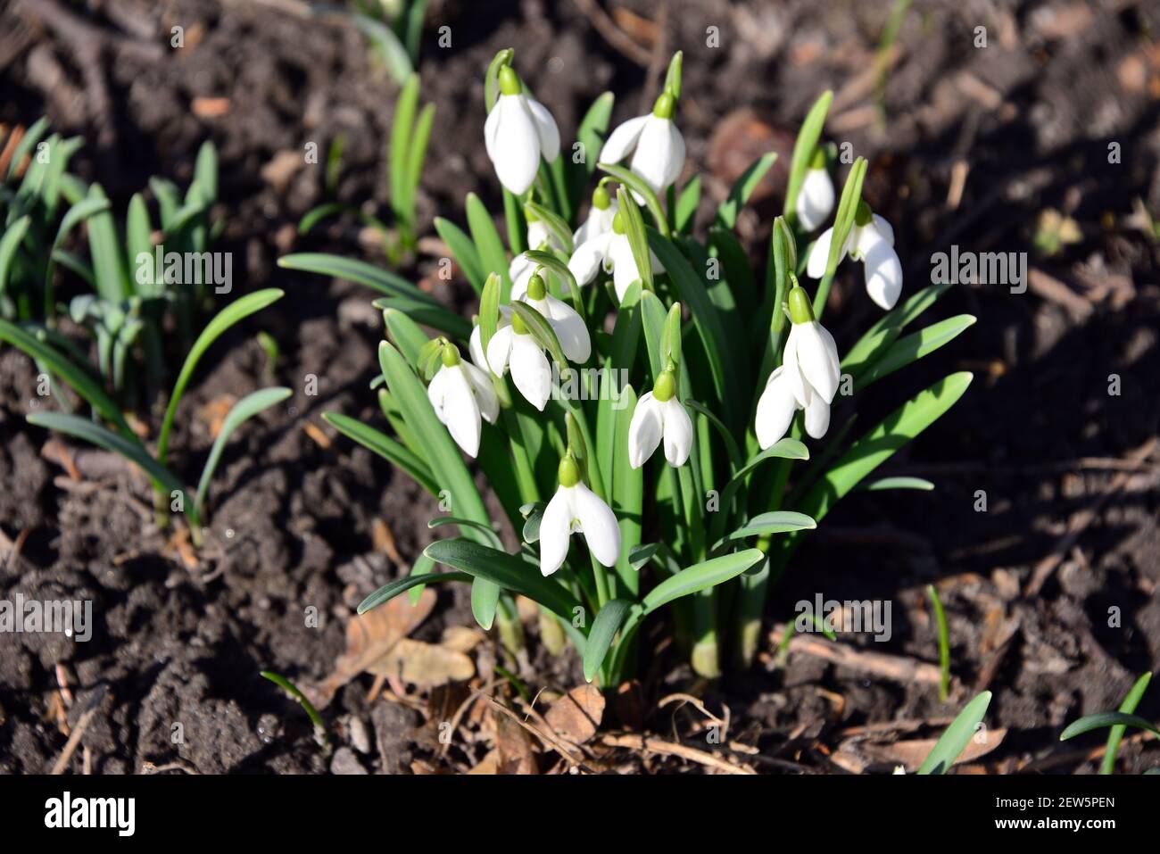 snowdrop, common snowdrop, Kleine Schneeglöckchen, Gewöhnliches Schneeglöckchen, Galanthus nivalis, hóvirág Stock Photo