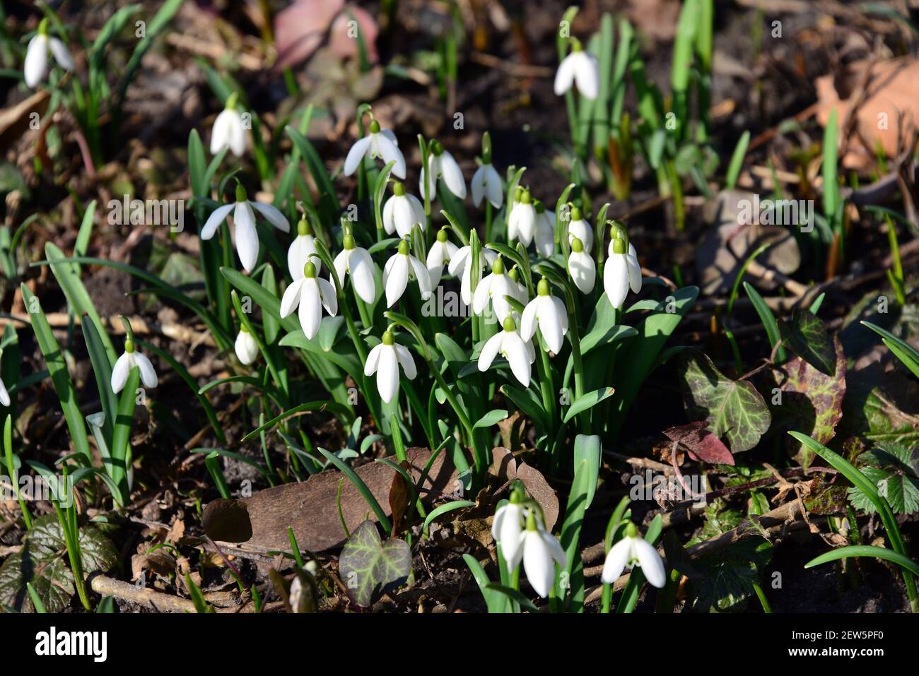 snowdrop, common snowdrop, Kleine Schneeglöckchen, Gewöhnliches Schneeglöckchen, Galanthus nivalis, hóvirág Stock Photo