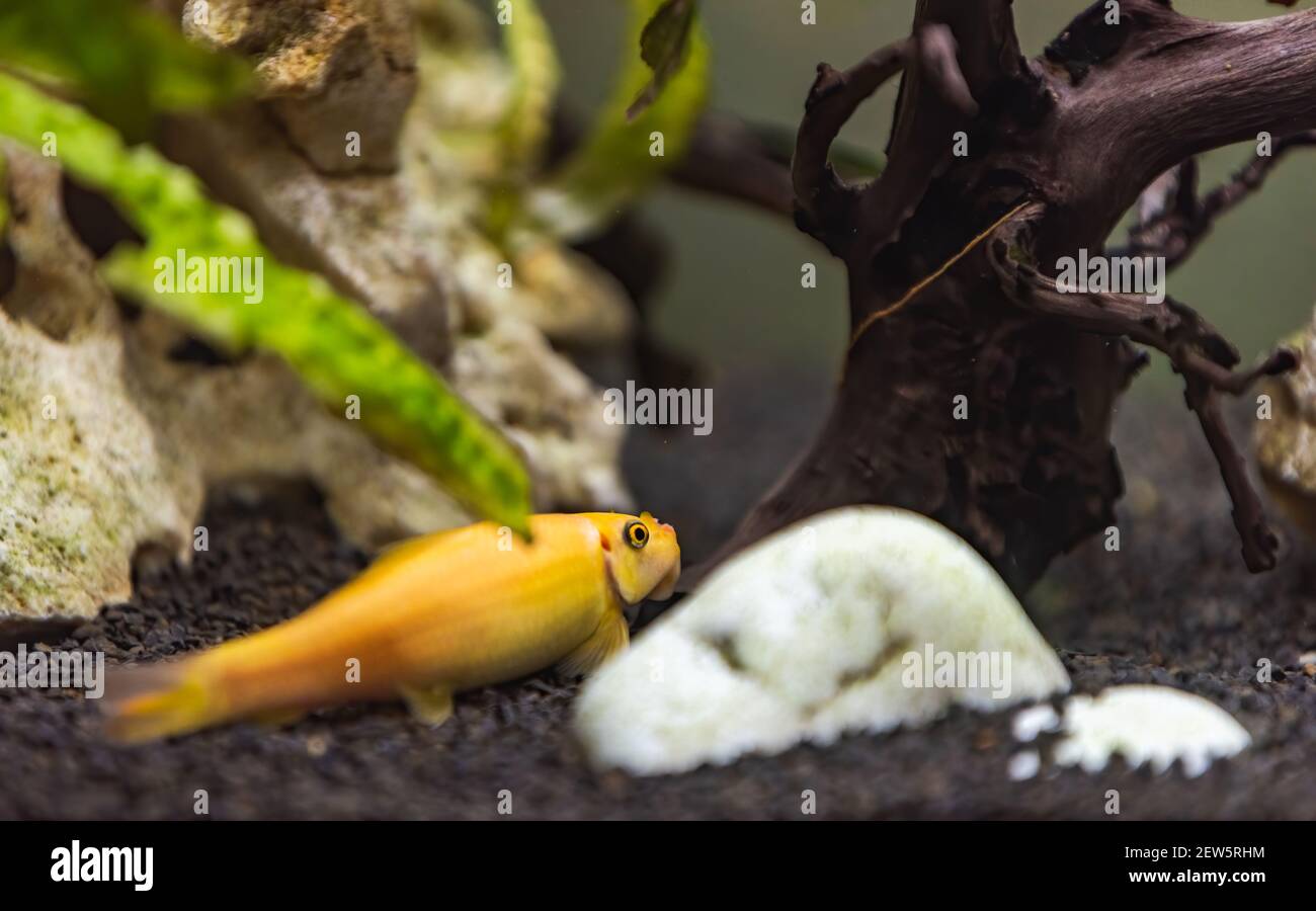Yellow chinese algaey eater - Gyrinocheilus in fishtank cleaning stone. Aquaria concept Stock Photo